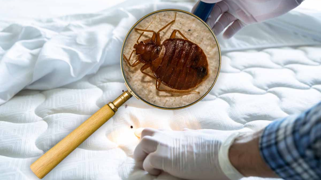 Invasion de punaises dès les premiers froids ni insecticide ni grands travaux, la méthode tient en quelques gestes